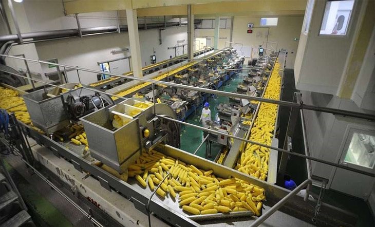 Workers Of The Processing Factory Sort Out Raw Fresh Corn, 46% OFF